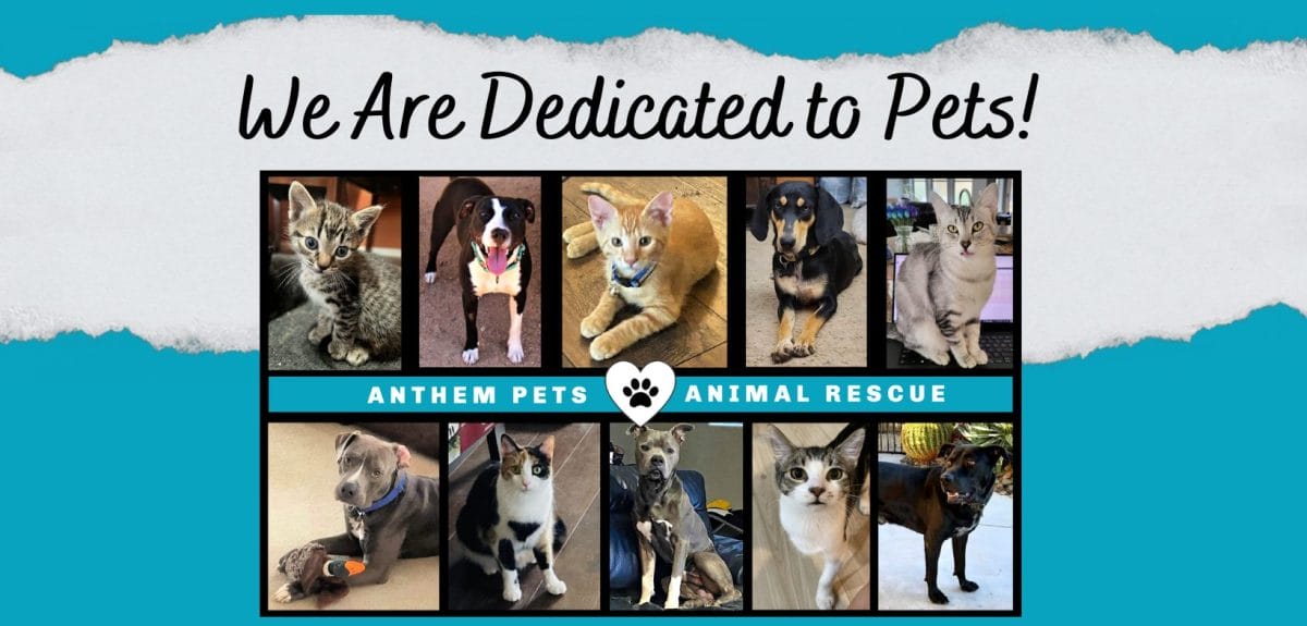Anthem Pets Animal Rescue - Saving lives since 2005
