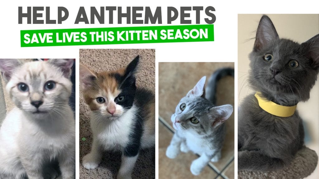 Save 1,000 Kittens Drop Off Donation Event! Anthem Pets Animal Rescue