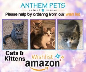 Amazon Wish List Cats 5