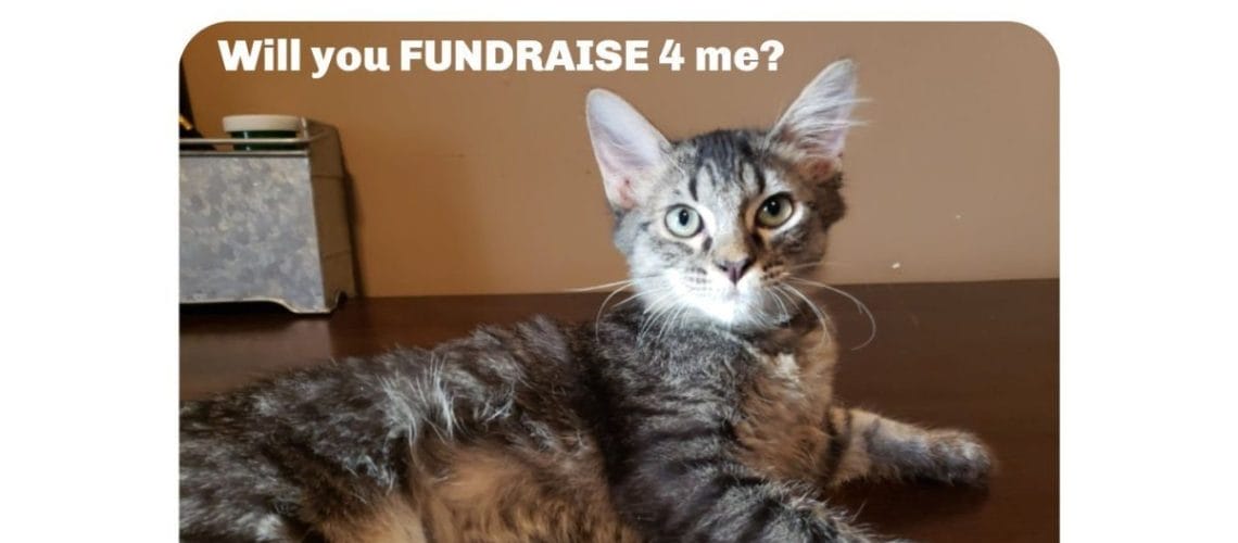 Fundraise 2